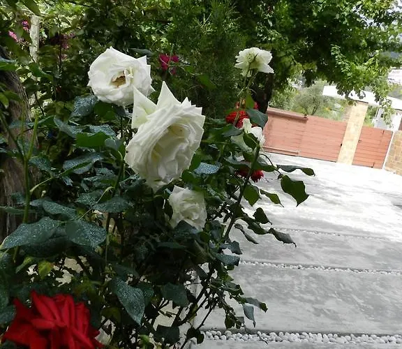 Mare 게스트하우스 히마레